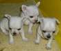 Magnifiques chiots type chihuahua - photo 1