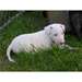 Deux Chiots bull terrier pure race - photo 1