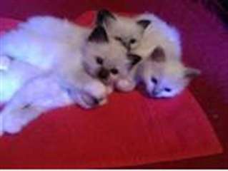 chatons sacré de Birmanie