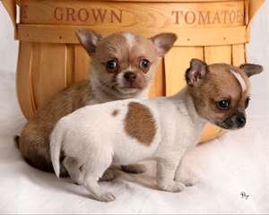 Chiot chihuahua male de couleur creme