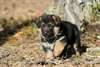 A donner Berger Allemand femelle non lof - photo 1