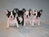 Superbes chiots bouledogue français L.O.F. - photo 1