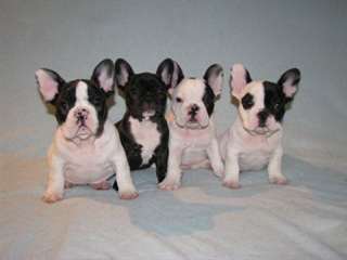 Superbes chiots bouledogue français L.O.F.