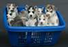 Deux Mignion petit chiots Husky,Male et femelles - photo 1