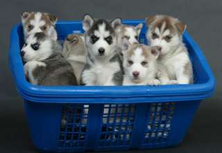 Deux Mignion petit chiots Husky,Male et femelles
