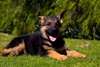 superbs chiots berger allemand male et femelle con - photo 1