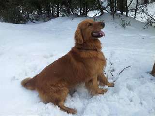 accouplement ou saisie