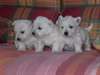 chiots westie à donner - photo 1