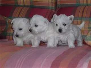 chiots westie à donner