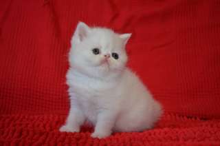 magnifiques chatons persan  à donner