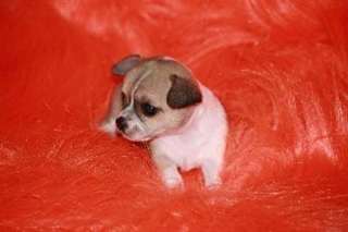 Chiot chihuahua de toute beauté à donner