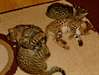 Serval et Savannah Chatons disponibles - photo 2