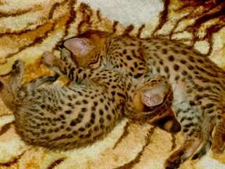Serval et Savannah Chatons disponibles