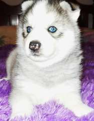 Top qualité Male &amp; femelle chiots Siberian Husky