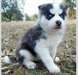 CHIOTS husky sibérien pour ADOPTION - photo 1