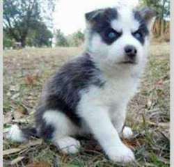 CHIOTS husky sibérien pour ADOPTION