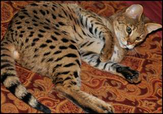 Adorable Savannah F1