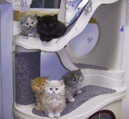 Magnifiques chatons persan a donner