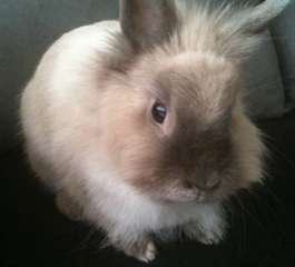 un couple de lapin à donner