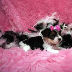 jolie yorkshire terrier a placer