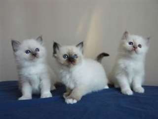 Adorable Chatons Sacré de Birmanie