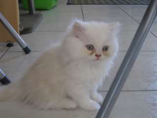 Adorable chaton male et femelle type persan
