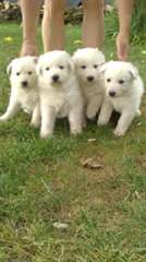 Chiots  Berger Blanc Suisse
