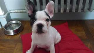 adorable Chiot Bouledogue Francais