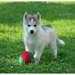 Chiots Husky sibérien - photo 1