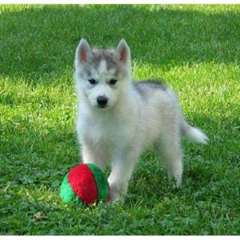 Chiots Husky sibérien
