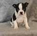 Potty form&#233;s chiots Boston Terrier Disponible Main - photo 1