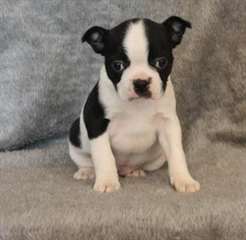 Potty form&#233;s chiots Boston Terrier Disponible Main