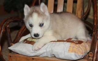 Trois Superbe Chiot Husky Siberien a adopter