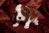 chiots cavalier king charles - photo 2