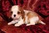 chiots cavalier king charles - photo 3