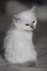 02 bébés sacré de birmanie non loof