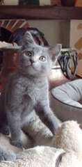 Chatons chartreux pure race
