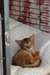 Chaton abyssin mâle - photo 2