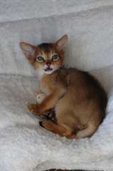 Chaton abyssin mâle