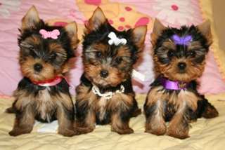 Yorkshire terrier toy pedigre