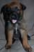 CHIOTS BERGER BELGE LOF - photo 1