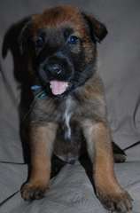 CHIOTS BERGER BELGE LOF