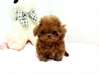 Cherry ~ Micro Teacup Red Poodle Teddy Bear Face a - photo 2
