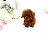 Cherry ~ Micro Teacup Red Poodle Teddy Bear Face a - photo 3