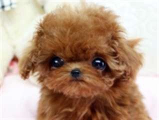 Cherry ~ Micro Teacup Red Poodle Teddy Bear Face a