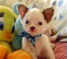 Adorables chiots Chihuahua minuscules