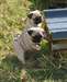 Chiots type carlin - photo 1