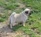 Chiots type carlin - photo 2