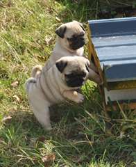 Chiots type carlin