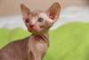 Splendide Sphynx  male - photo 1
